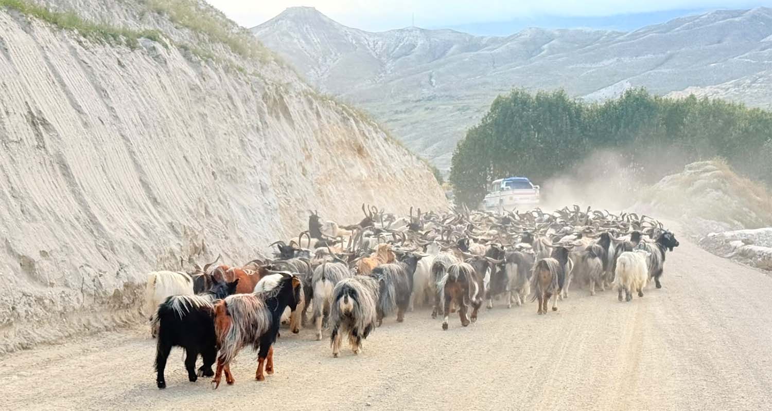 Ahead of Festivals: Tibetan Sheep and Goats Import Begins via Korala Checkpoint