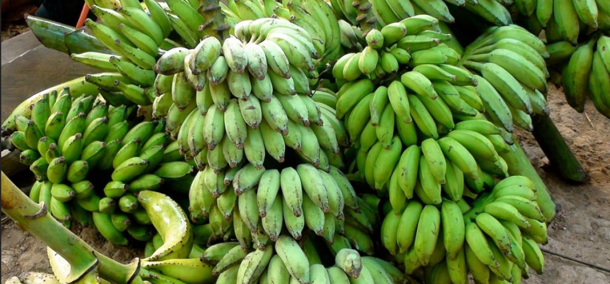 Banana Prices Fall in Chitwan as Peak Harvest Boosts Supply and Floods Disrupt Key Markets