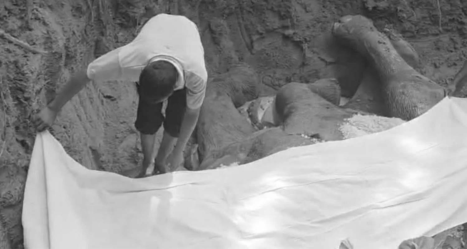 Famous elephant 'Ronaldo' dies in Chitwan, cremated according to religious rites